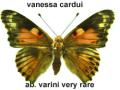 Vanessa cardui aberrant568 (Internet Image property of respective owner, non-commercial use only)